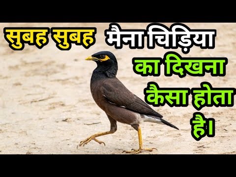 सुबह सुबह मैना चिड़िया का दिखना शुभ होता है या अशुभ।Subah ke samay maina chidiya Dekhnae ka matalab।