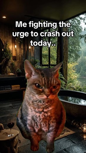 Relationshipmeme | #grumpycat #funnymemesdaily #relatablecontent #hilariousmemes #grumpygf | Instagram