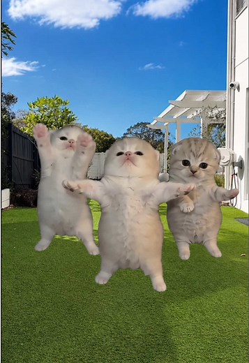 CapCut Kitten Dance Template: Make Cute Cat Edits