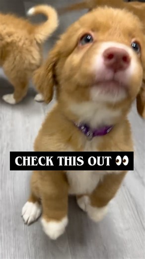 Tollchester Tollers on Instagram: "✨ Check This Out — First Vet Visits for the Littles ✨ Our puppies had their big day at the vet, and we couldn’t be more proud of how confident and curious they were. 🧡🐾 Before any Tollchester puppy goes home, they complete a full health exam, including: ✔️ Heart, lungs & abdominal check ✔️ Eyes, ears, teeth & bite assessment ✔️ Joint, gait & structural soundness ✔️ Vaccinations & microchip ✔️ Weight monitoring and overall development review These early vet ch