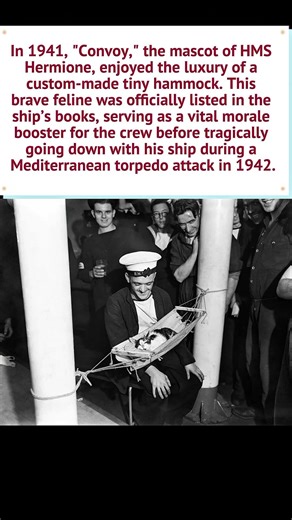 Convoy the Cat: The Ship Mascot with a Tiny Hammock (1941) 🐈‍⬛