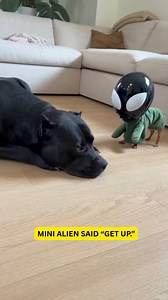 42K views · 682 reactions | Bro woke up to a literal horror movie in toy size. #DogComedy #AlienChaos #PetSkits | ClutchZone by Sports2Cool | Facebook