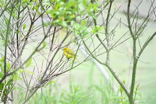 Wildlife photographers, grab your gear: The spring bird migration is here. Here’s how to find the best times to head out