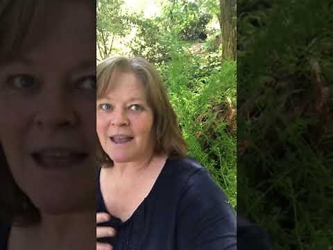 Cleavers: Harvesting, Preparation, Health Benefits & More