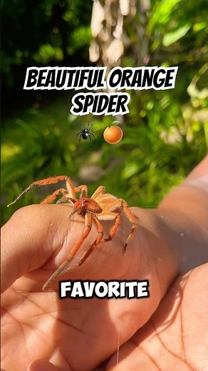 ORANGE WANDERING SPIDER 🕷️🍊 #wildlife #nature #animals
