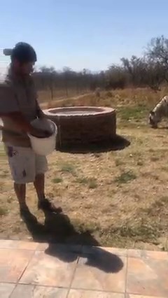 Feeding Fido At JUGOMARO predator park in #vaalwater #tiger #hungry #feeding #bengal #justinfernandes #cat | Jugomaro Predator Park SA 2.0