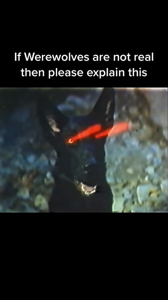 Unraveling the Mystery of Werewolves: Fact or Fiction?