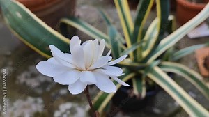 Magnolia Stellata aka Star Magnolia flower head on shrub amongst other potted plants in a stone paved courtyard. Real time closeup.