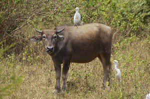 What Is Symbiogenesis?