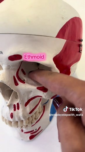 Skull Bones Song: Anatomy for Med Students