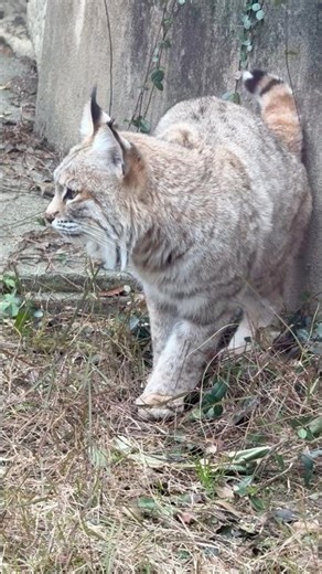#shorts Sora the Bobcat, Oji Zoo, December 27, 2025
