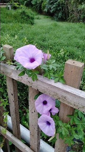 Common Morning Glory (Ipomoea purpurea)
