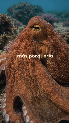 Dos pulpos canarios debatiendo sobre el estado del mar. Tienen razón en todo.