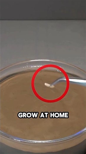 From Tiny Grain To Full Plant