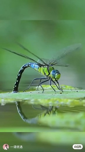 Best photography� ❤❤ | Dragonfly Unity