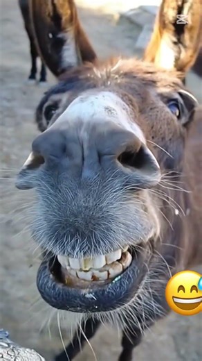 This Donkey Knows He’s on Camera 😁🐴