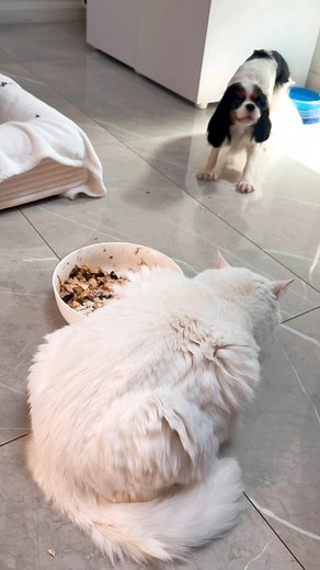 53K views · 1.1K reactions | Hobbit VS. Dragon Btw: our fluffy white cat guarding the “treasure“ (AKA: food bowl) is named “Bilbo” #dog #cat #pet #doglover #catlover #foodlover #doglife #furbaby #kitty #cavalierkingcharlesspaniel #puppy #puppylove #funny | Chilli and Pepper - The Cav Girls | Facebook