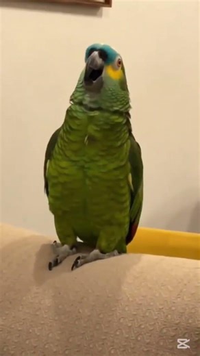 Funny Parrot Prank on Sleeping Cat 😂🐦🐱 #funny #parrot #cat #prank #animals #viral # March 19, 2026