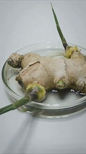 Growing Ginger at Home for an Endless Supply (and Getting it to Bloom)💬👇 | LifeSaver Solutions
