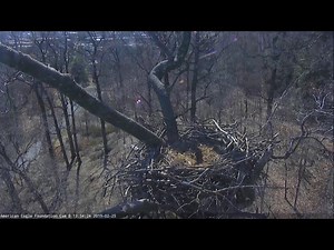 Live Bald Eagle Nest in National Arboretum, Washington D.C.