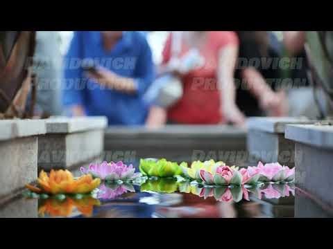 Colorful lotus flowers floating on water in Vietnam