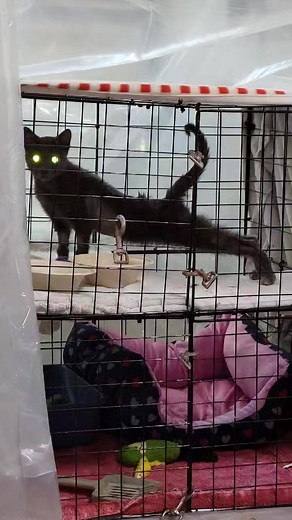 Good morning from Doodlebug! While we don't have labs to prove it, the pinkness of Doodlebug's gums clearly indicates that his hematocrit has gone up considerably. What a charming, happy fella. #w3bDoodlebug Continued prayers! [smartphone] Wee3beasties: Saving the Strays | Wee3beasties: Saving the Strays