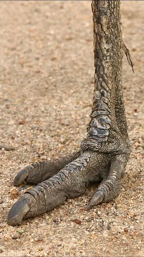 Emu | The Second-Largest Living Bird in the World #shorts