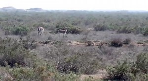 26K views · 1.1K reactions | Şirvan Milli Parkı #MilliParklar #NationalParksofAzerbaijan #azerbaijannature #НациональныепаркиАзербайджана | Ekologiya və Təbii Sərvətlər Nazirliyi | Facebook