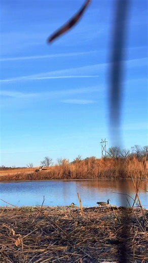 Goose Hunting Adventures in Kansas: February Fun 2026