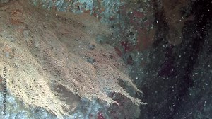 Explore the mesmerizing beauty of coral reefs, teeming with life. Bright colors and intricate formations create a breathtaking underwater world that captivates all who venture beneath the waves.