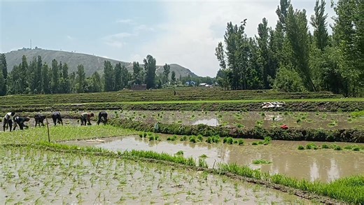 60K views · 614 reactions | SR-4 Paddy Seed Village (Transplanting) | Agriculture Activities | Facebook