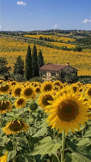Majestic Sunflower Fields Swaying in the Wind 🌻 | Relaxing Nature #shorts #cinematic #majestic