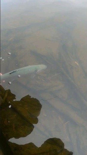 Laguna Niguel Lake Trout Fishing