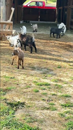 Morning Goats! #goat #animals #agriculture