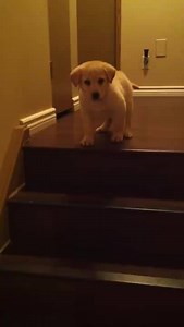 507K views · 17K shares | A heart-warming video of a big puppy teaching a younger puppy how to go down the stairs.. So much care and concern, just like an elder brother!! So adorable, so lovely!! :) | DogSpot | Facebook