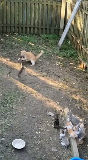 kitten vs snake #kitten #kittens #funny#snake