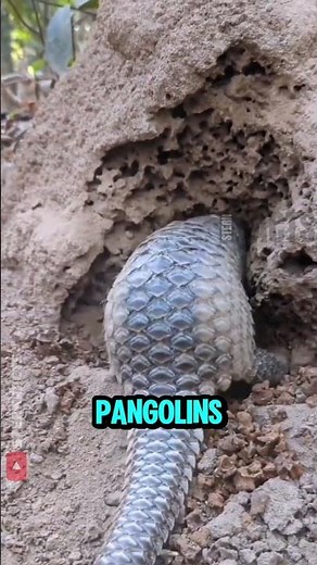 This Animal Is Nearly Untouchable by Predators