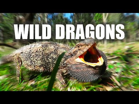I Found BEARDED DRAGONS in the Wild!