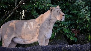 Most scientists divide the lion into twelve different subspecies, almost all of which occur in Africa. Only the Asiatic lion (Panthera leo persica) is a subspecies found in Asia. Slow motion in 4K.