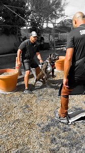 Big @boaz.the.boxer 💪🏽• #boxerdog #igp owner: Mark Odriozola Breeder: Kathy Ochs | Oscar Mora