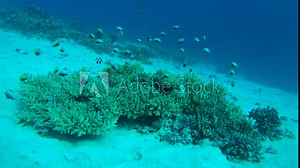 Blue-green Chromis school of fish (Chromis viridis) emerges from the coral and hides back to coral