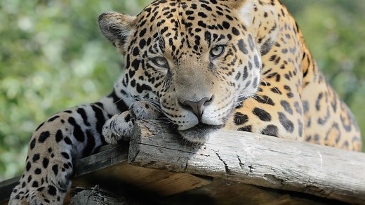 Jaguar : taille, description, biotope, habitat, reproduction
