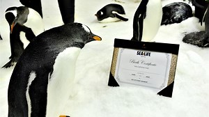 You could name Sydney’s famous gay penguin couple’s new chick