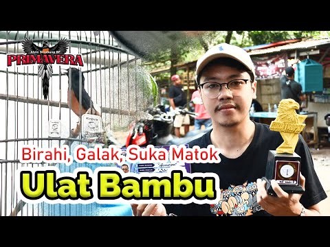 [MB PRIMAVERA] murai GALAK birahi setting ulat bambu buat murai batu murai batu matok By HoBi ID