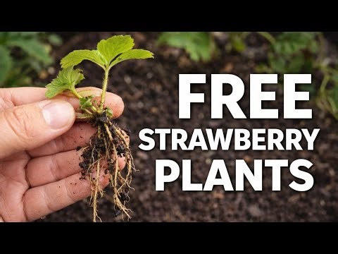 How to Propagate Strawberry Runners | Free Strawberry Plants 🍓