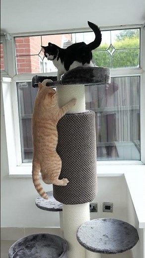 Cats Climb Cat Tree