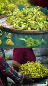 11K views · 253 reactions | Who is Ben Mead of United Agarwood...