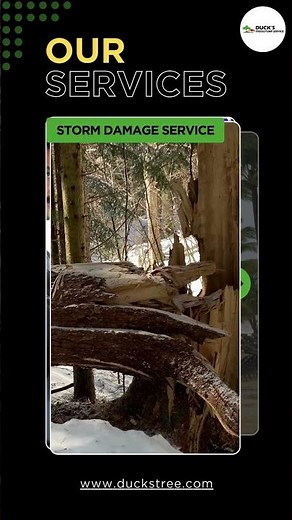 Tree Removal services in Aurora IL | Ducks Tree And Stump Service