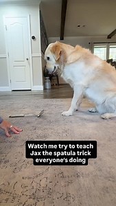Golden retriever vs Border collie/Aussie #goldenretriever #dogtraining #dogsofinstagram | Officialwillygooddog