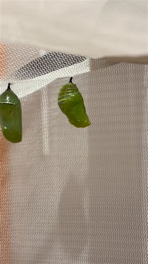 25K views · 337 reactions | Enjoy this incredible change from a...